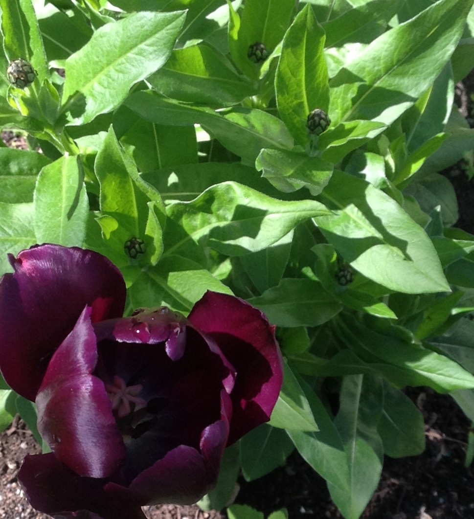 black-tulips-garden.jpg